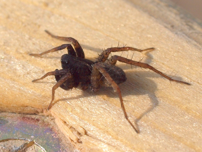 Pardosa sp.